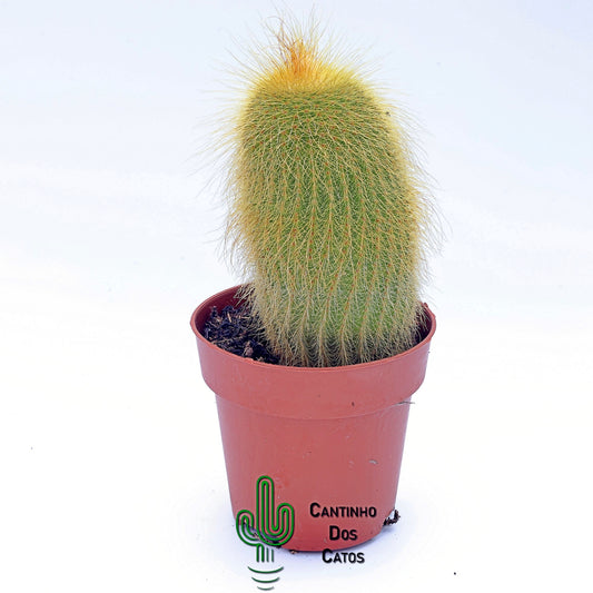 Notocactus Leninghausii