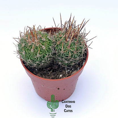 Echinofosslocactus Multicostatus