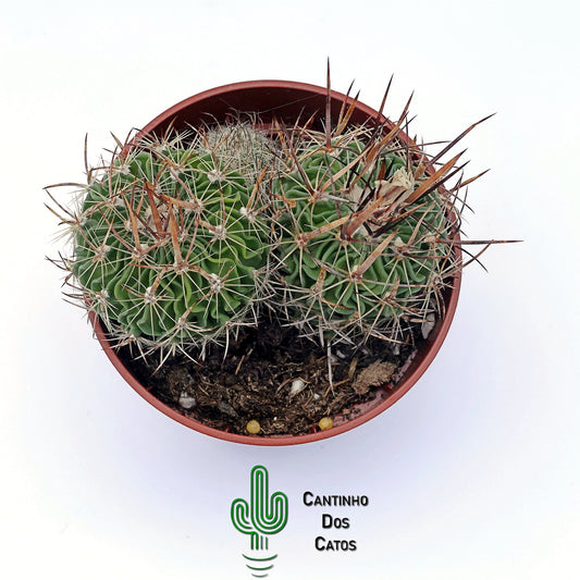 Echinofosslocactus Multicostatus