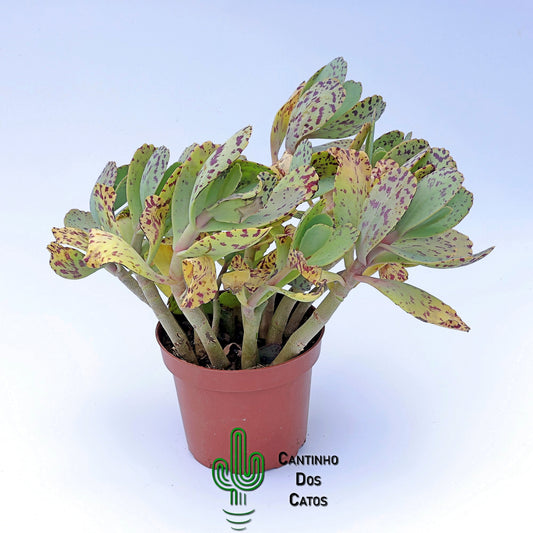 Kalanchoe Marmorata
