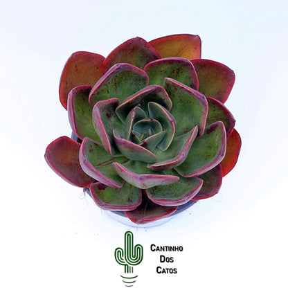 Echeveria Goiabinha