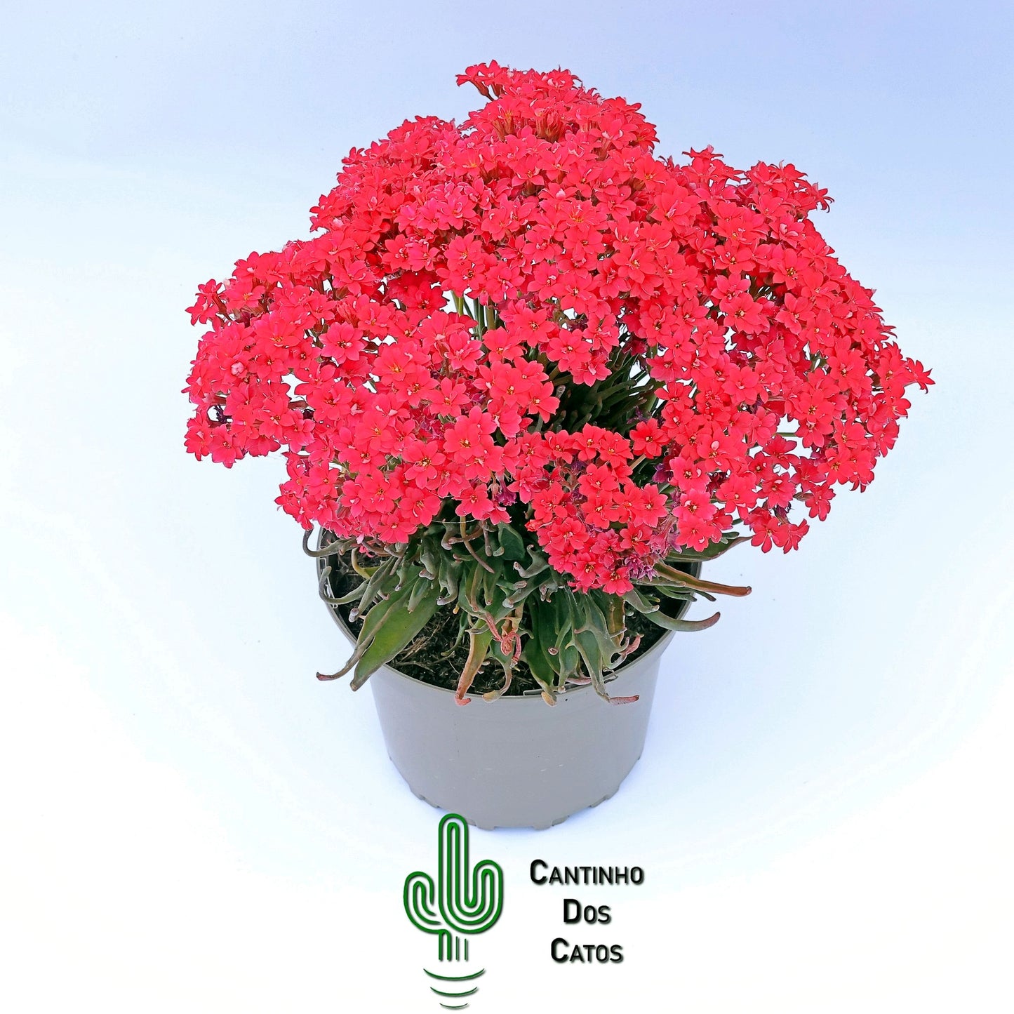 Kalanchoe Kewensis