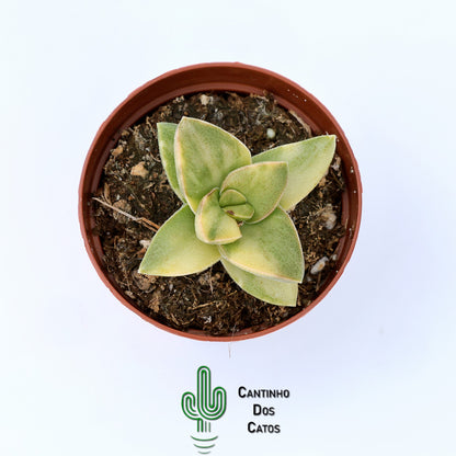 Crassula Springtime Variegata