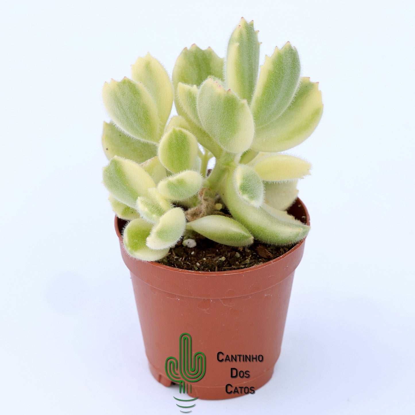 Cotyledon Tomentosa Variegata