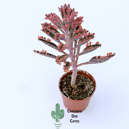 Kalanchoe Daignemontiana "Pink Butterfly Variegata"