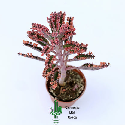 Kalanchoe Daignemontiana "Pink Butterfly Variegata"