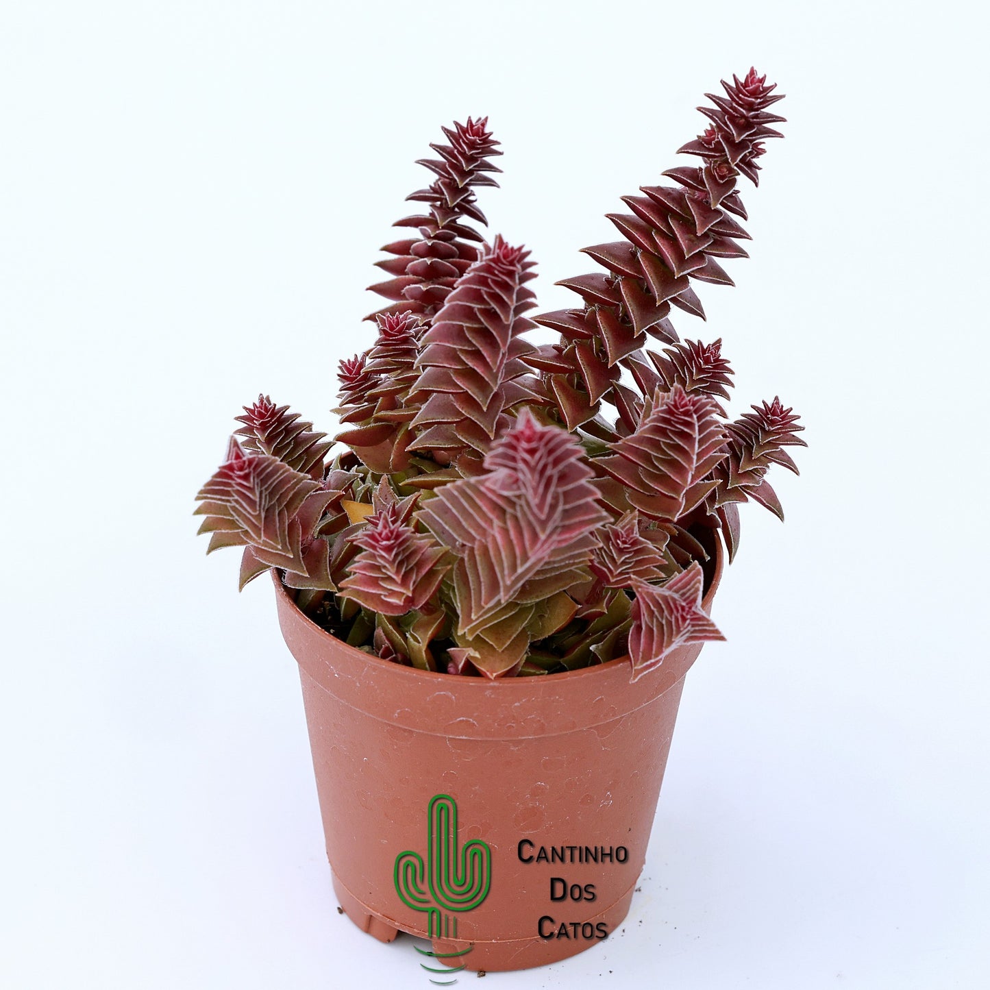 Crassula 'Caput Minima'