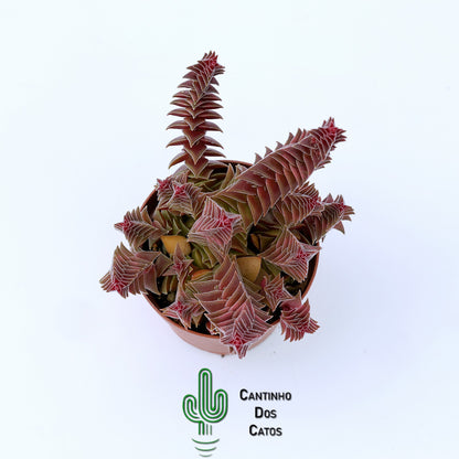 Crassula 'Caput Minima'