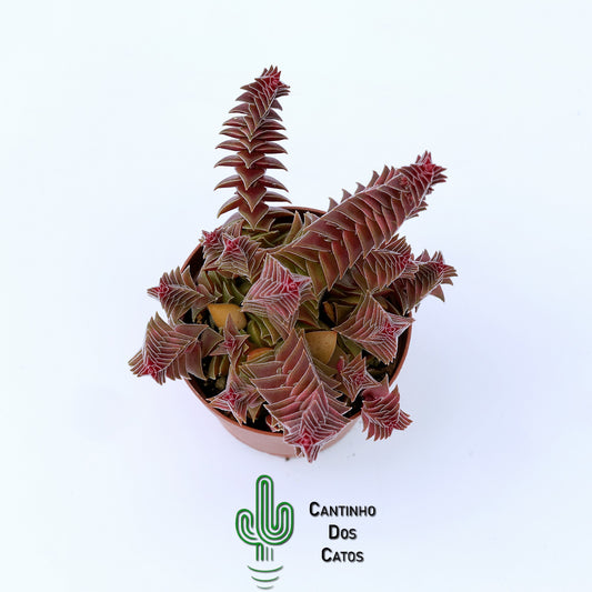 Crassula 'Caput Minima'