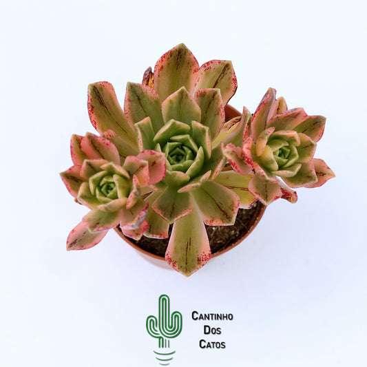 Aeonium ‘Medal Bronze’ Variegata