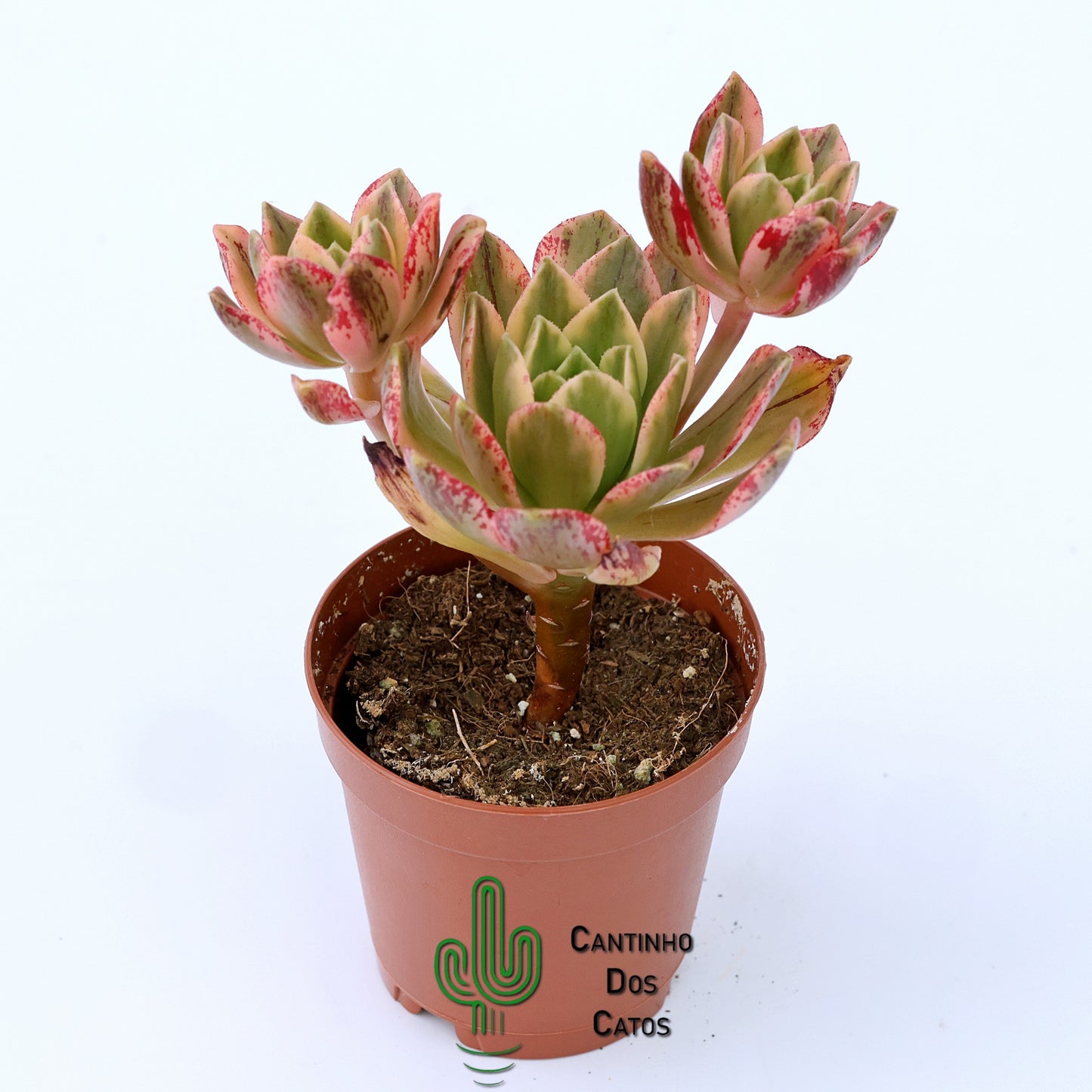 Aeonium ‘Medal Bronze’ Variegata