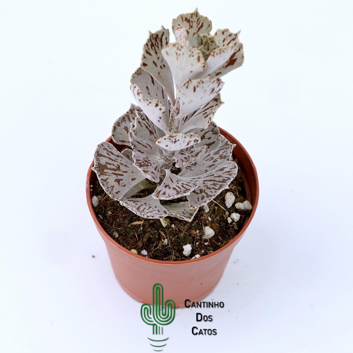 Kalanchoe Rhombopilosa