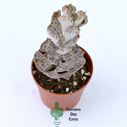 Kalanchoe Rhombopilosa