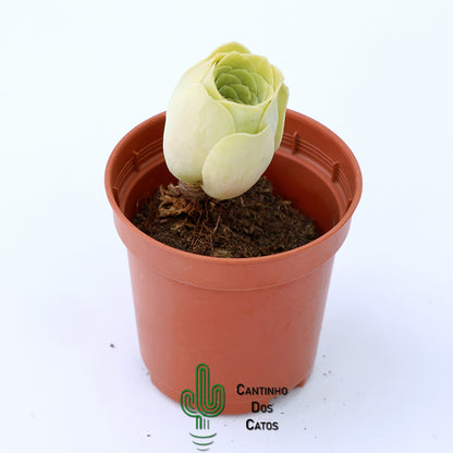 Aeonium Diplocyclum (Greenovia diplocycla)