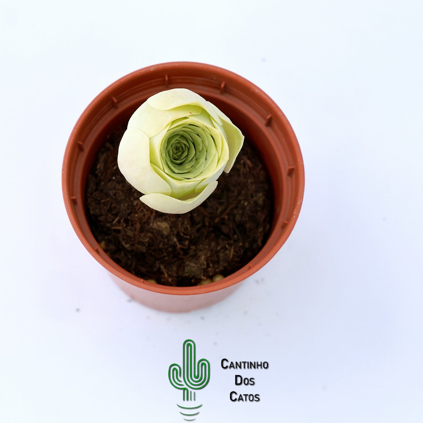 Aeonium Diplocyclum (Greenovia diplocycla)