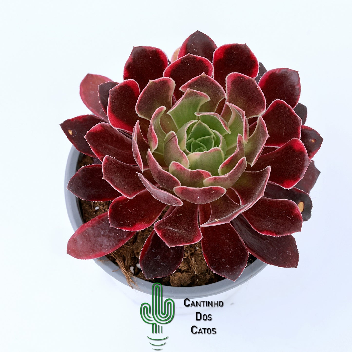 Aeonium Canary