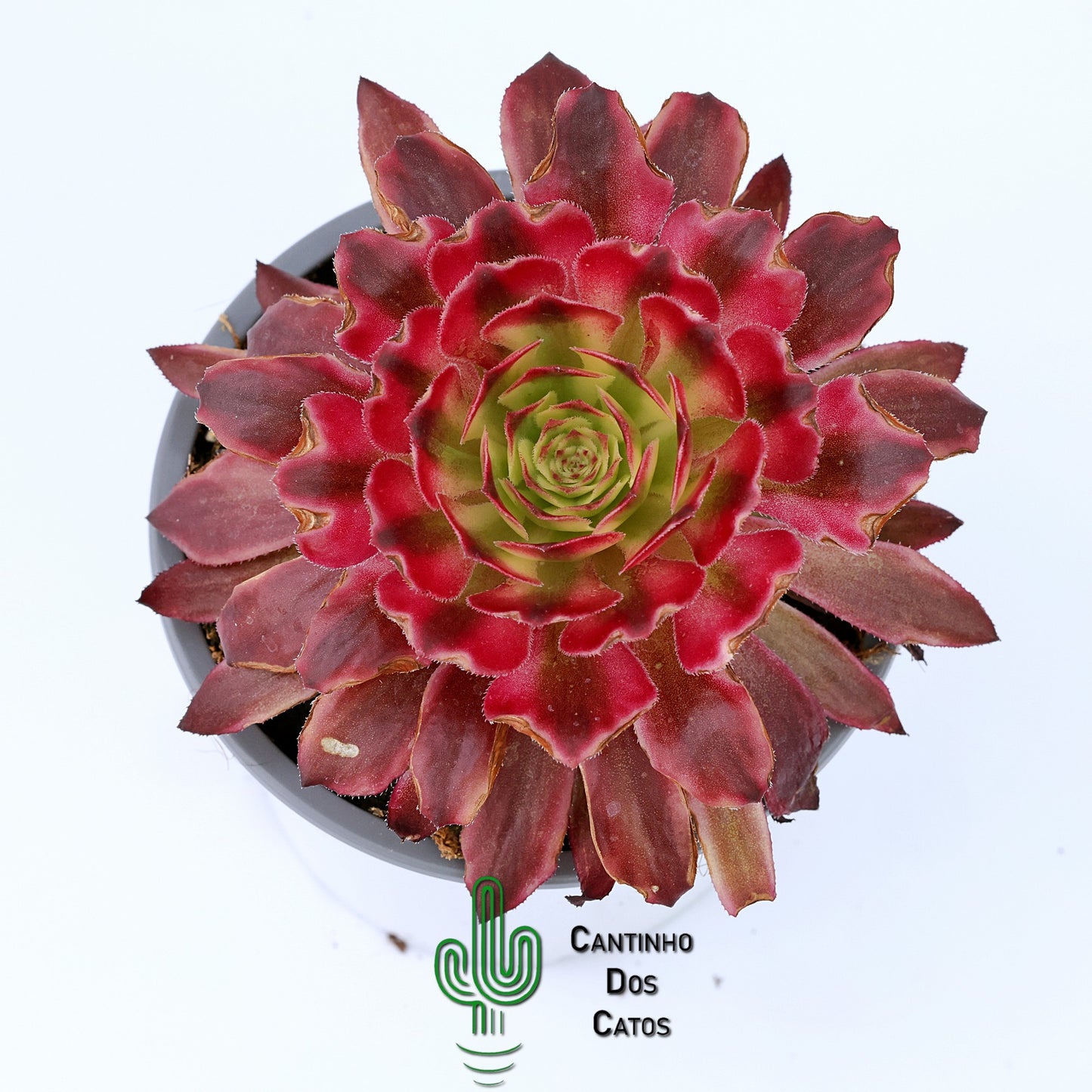 Aeonium Saint Simon Violet