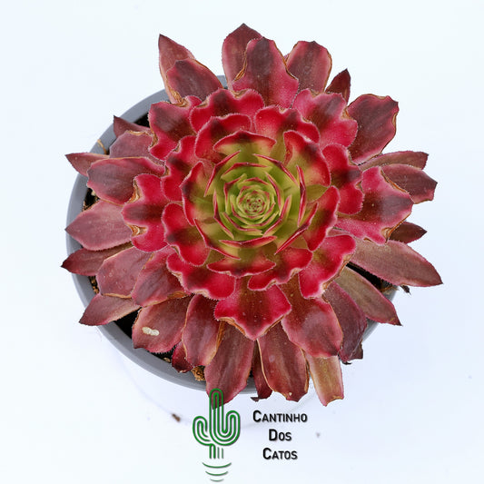Aeonium Saint Simon Violet