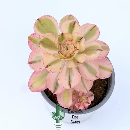 Aeonium Zuse