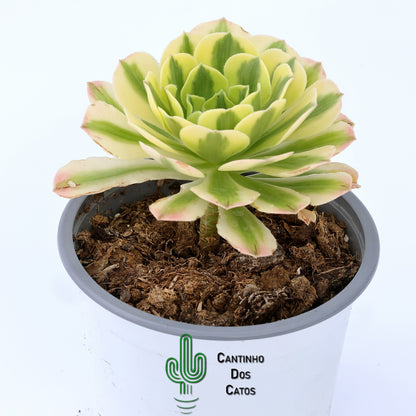 Aeonium Golden Jade Variegata