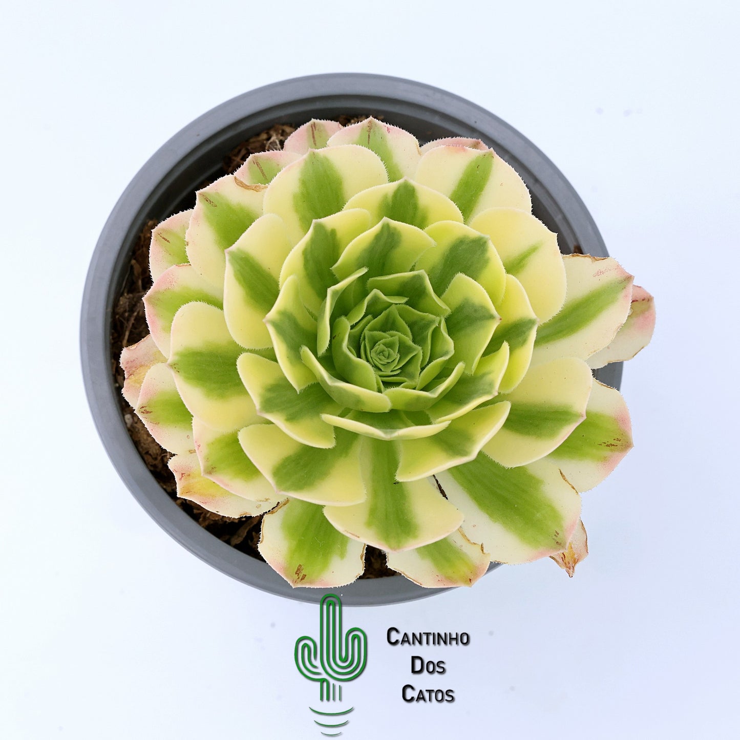 Aeonium Golden Jade Variegata