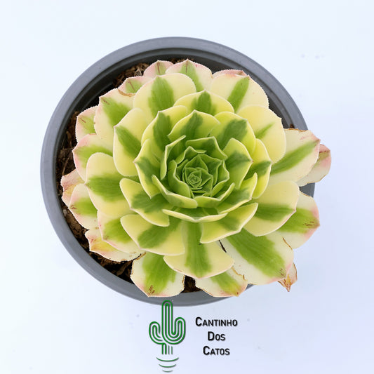 Aeonium Golden Jade Variegata
