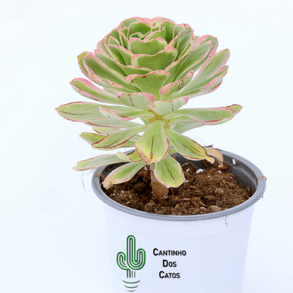 Aeonium Green Rose Variegata