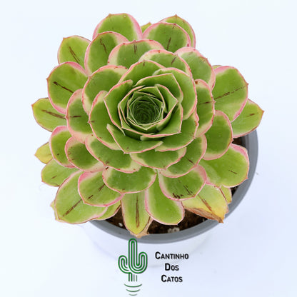 Aeonium Green Rose Variegata