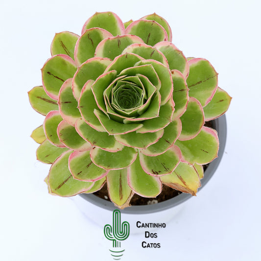 Aeonium Green Rose Variegata