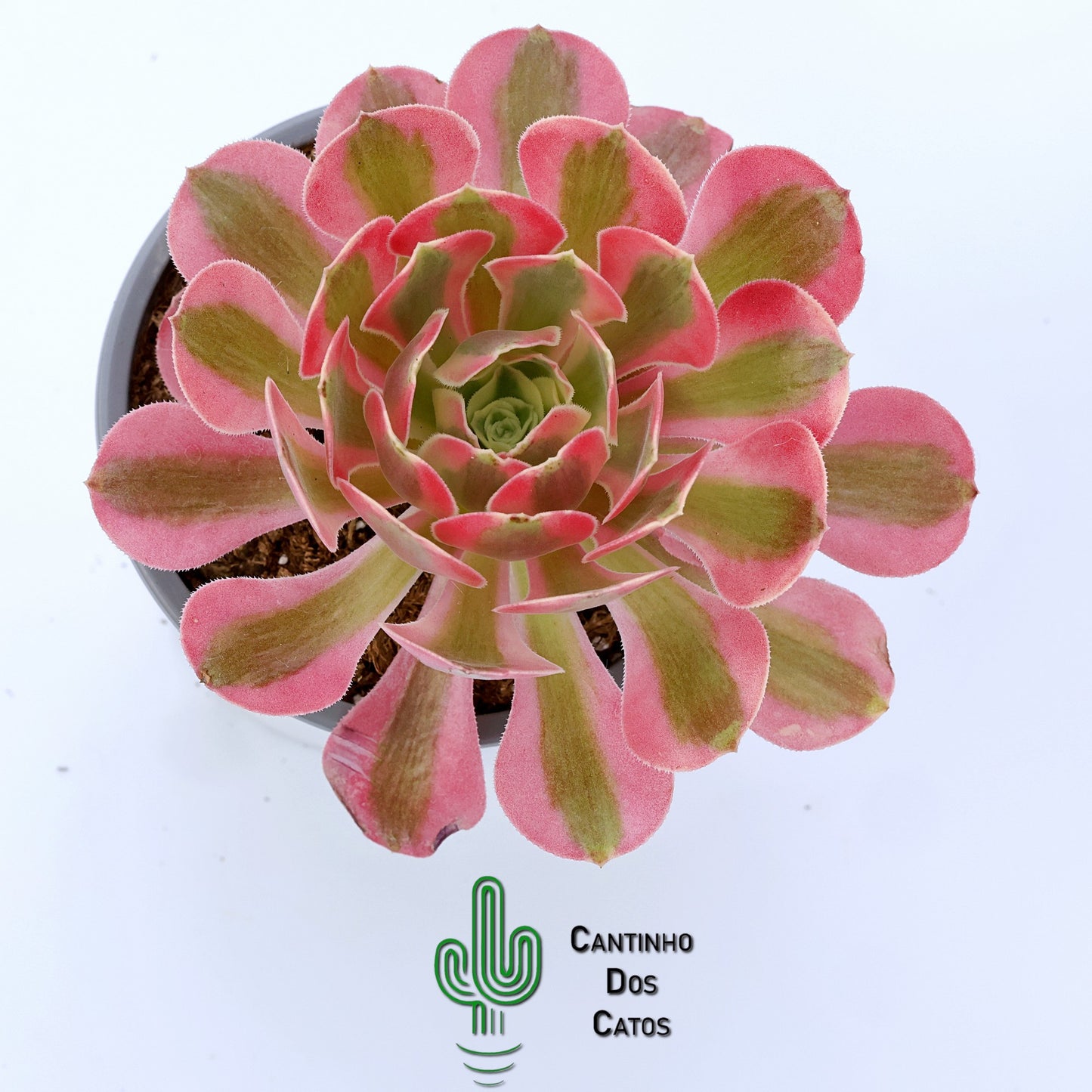 Aeonium ‘Pink Witch’