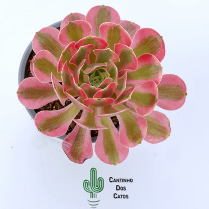 Aeonium ‘Pink Witch’