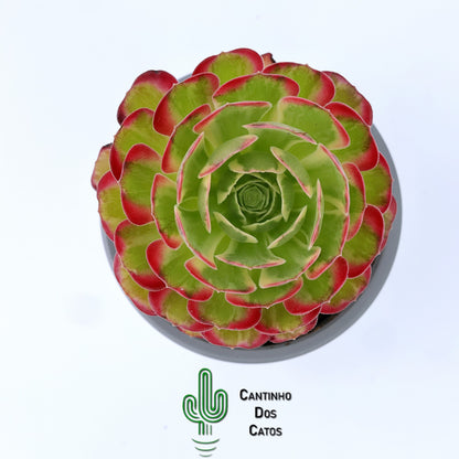 Aeonium Anna