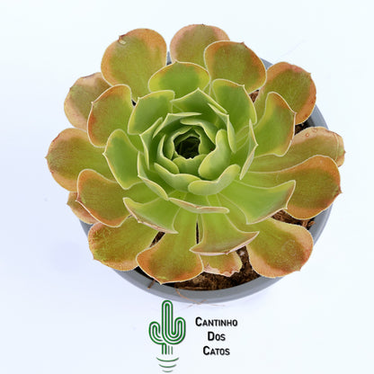 Aeonium Green Lemon
