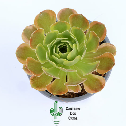 Aeonium Green Lemon