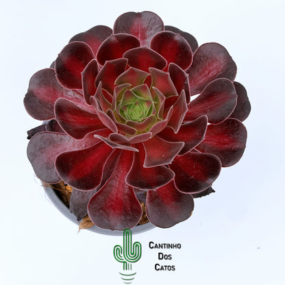 Aeonium Kilimanjaro
