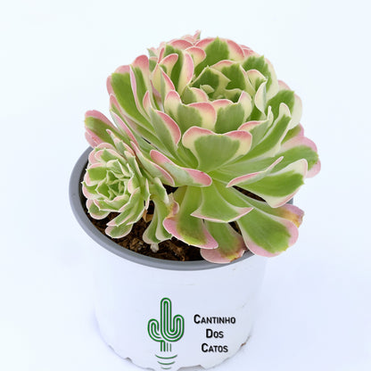 Aeonium Riverstone