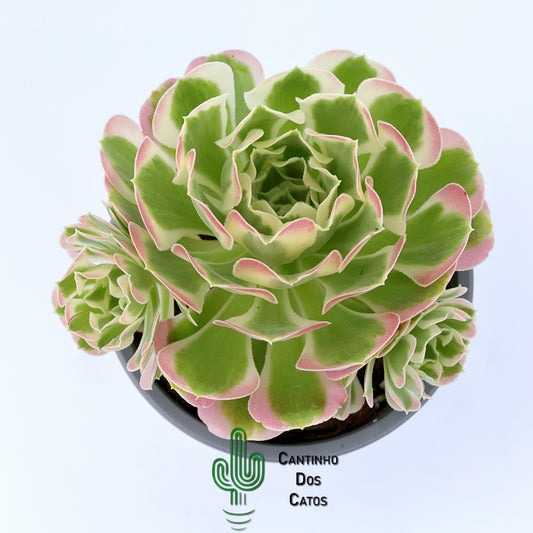 Aeonium Riverstone
