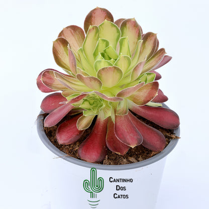 Aeonium Pink Witch Yellow Middle
