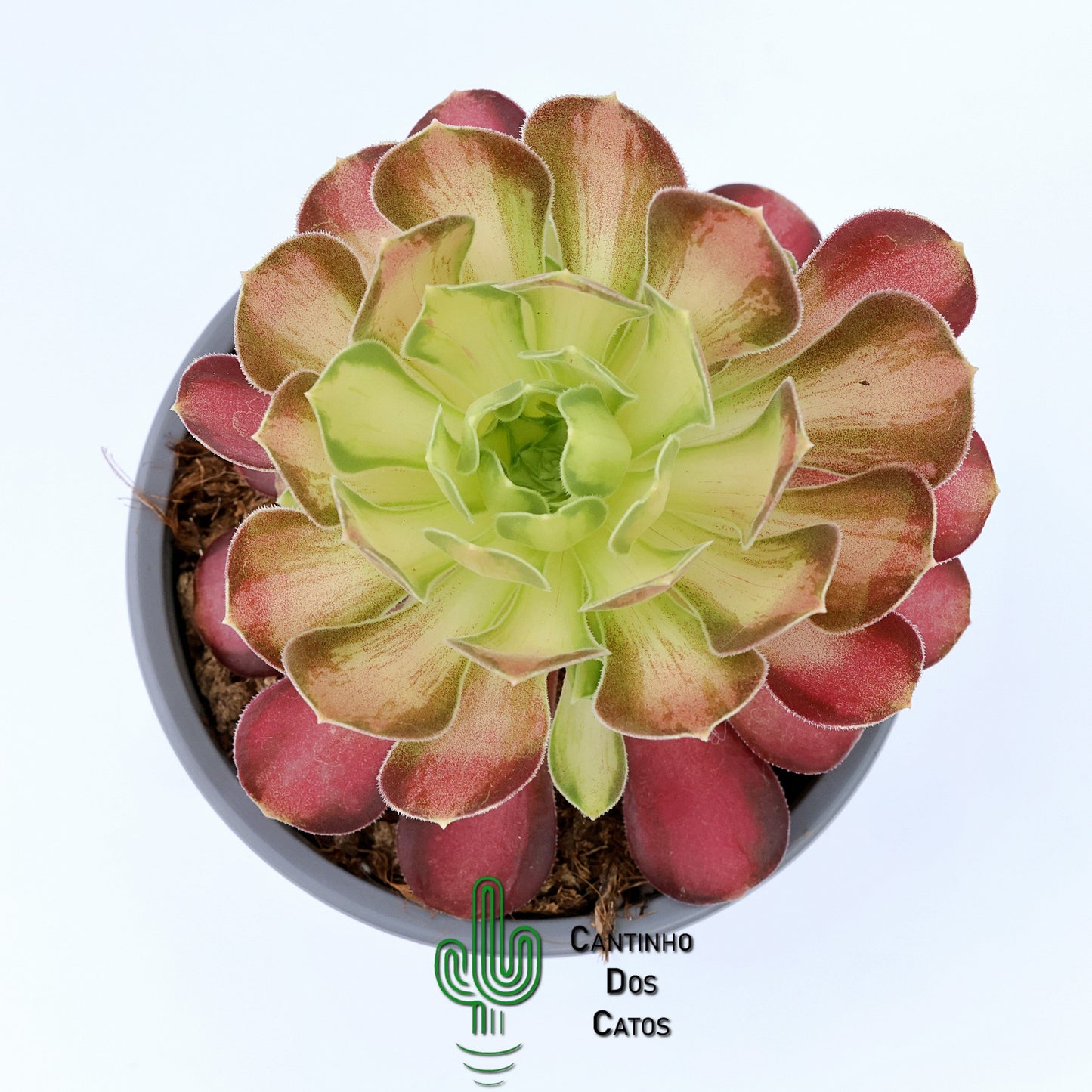 Aeonium Pink Witch Yellow Middle