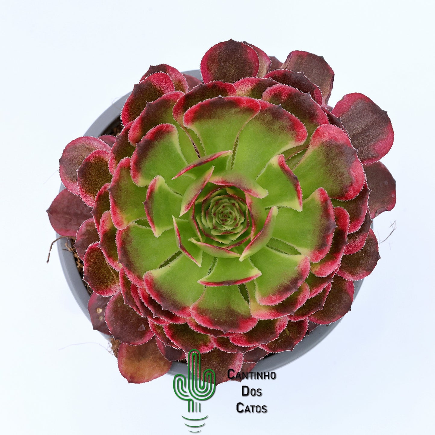 Aeonium Sparks
