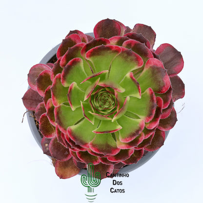 Aeonium Sparks