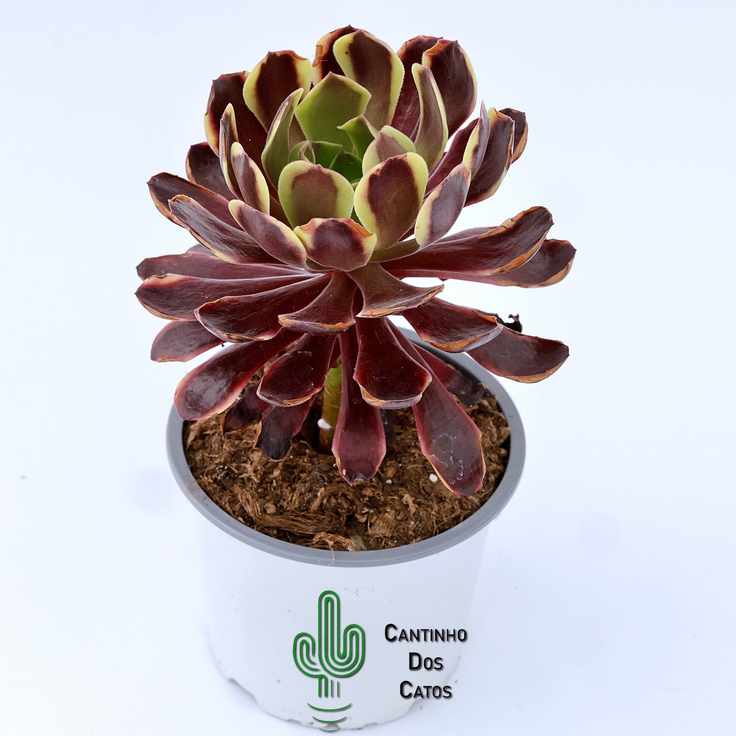 Aeonium Super Bang