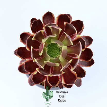 Aeonium Super Bang