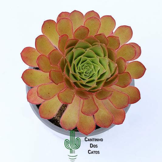 Aeonium Semponium Sienna
