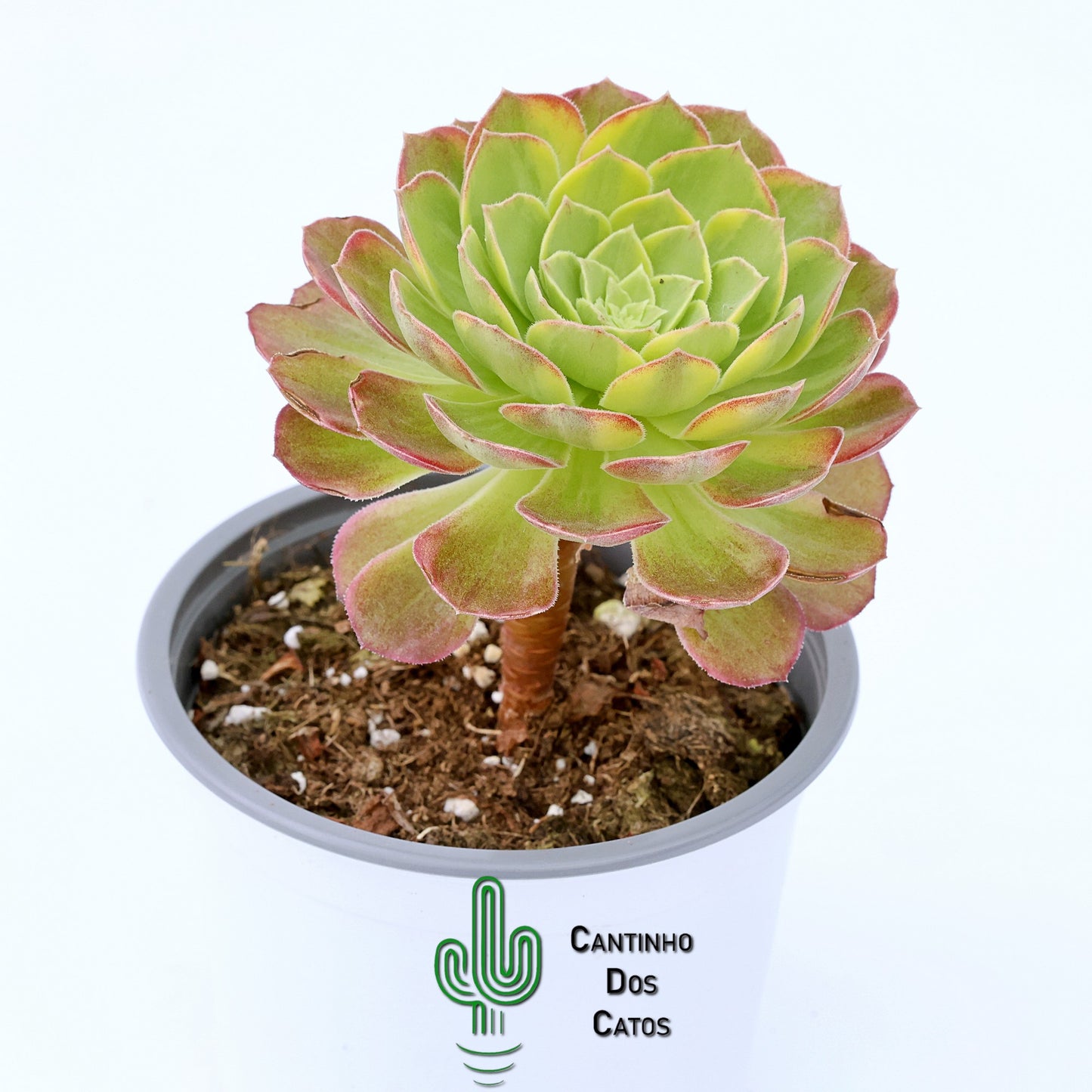 Aeonium Halloween Variegata