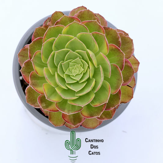 Aeonium Halloween Variegata