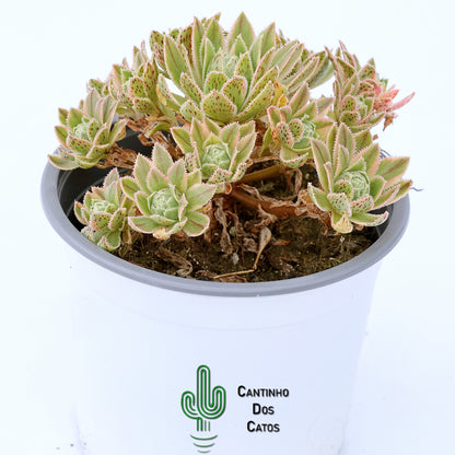 Aeonium Simsii Variegata