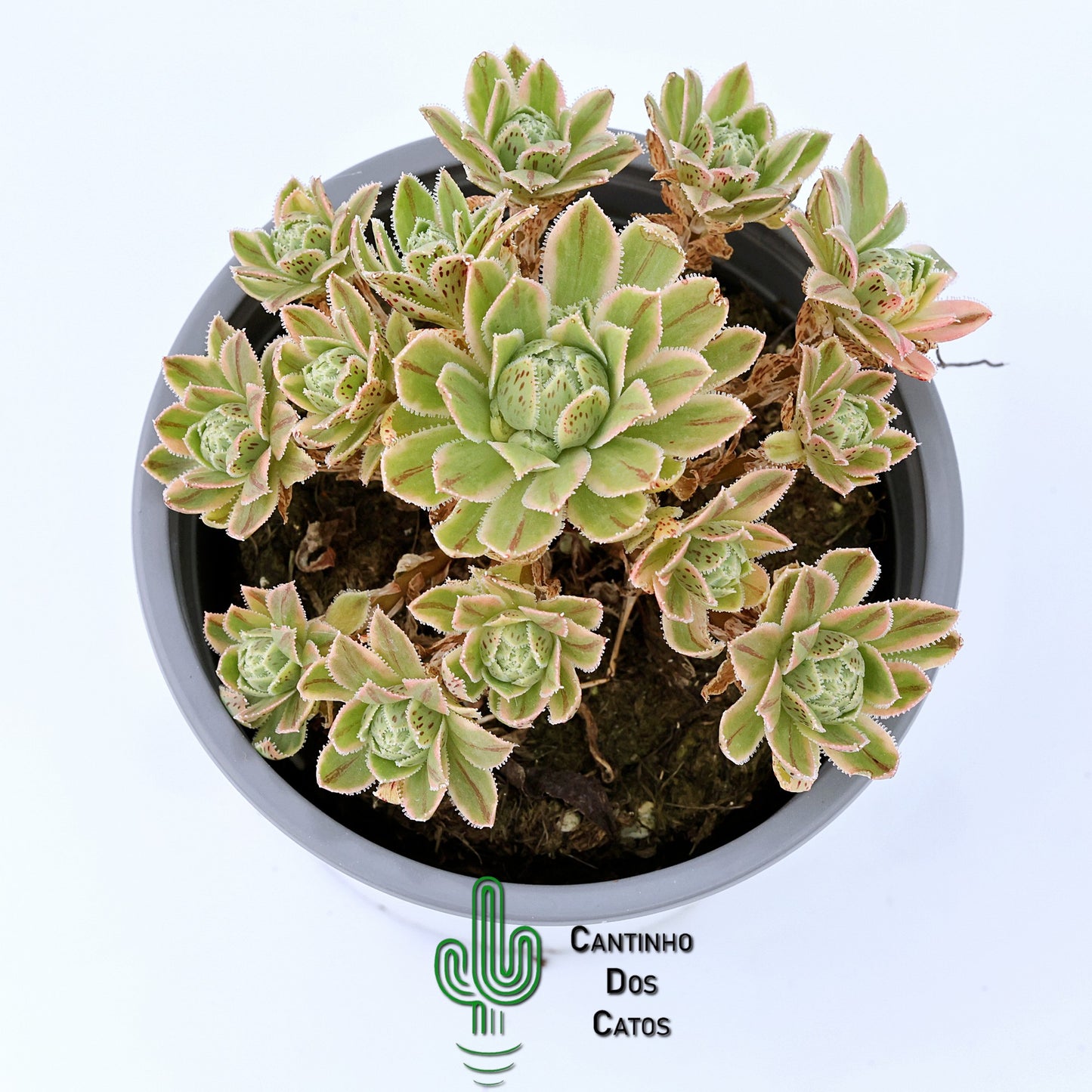 Aeonium Simsii Variegata