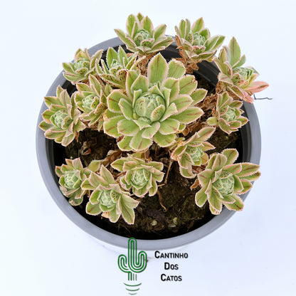 Aeonium Simsii Variegata