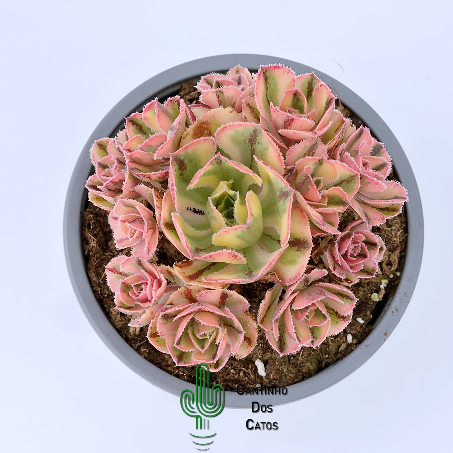 Aeonium Marnier Lapostolle Variegata